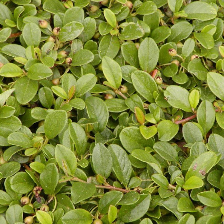 Kriechmispel - Image 4