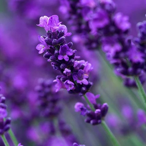 Lavendel - Image 3