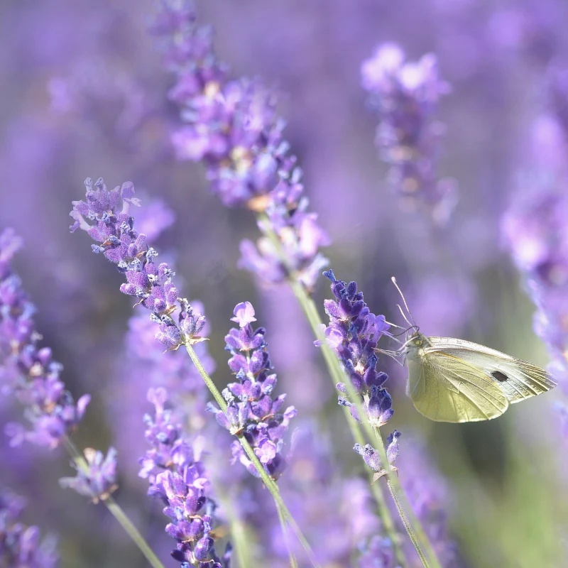 Lavendel - Image 4