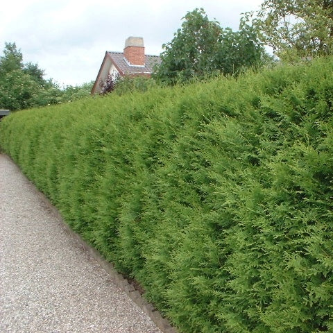 Lebensbaum 'Brabant' - Image 4
