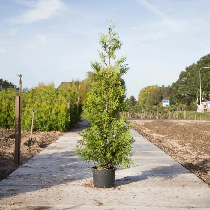 Lebensbaum 'Brabant' - Image 6