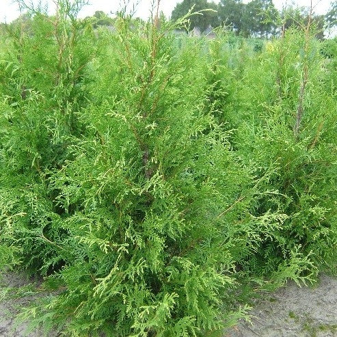 Lebensbaum 'Frieslandia' - Image 2