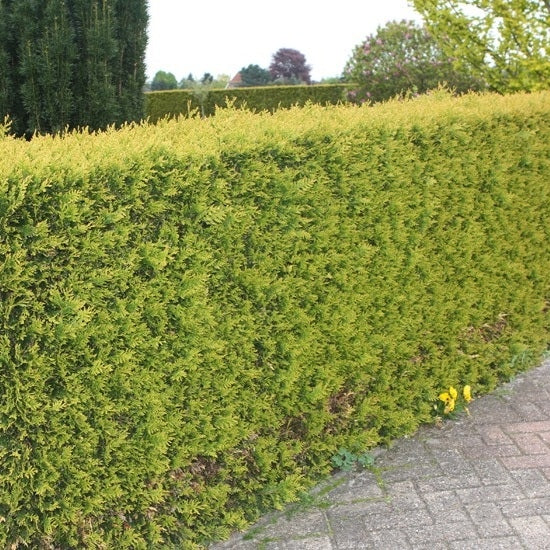 Lebensbaum 'Yellow Ribbon' - Image 4