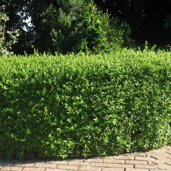 Ligusterhecke - Image 3