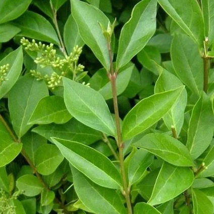 Ligusterhecke - Image 4