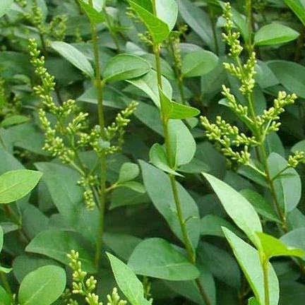 Ligusterhecke - Image 5