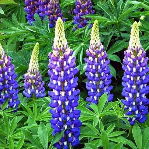 Lupine blau - Image 2