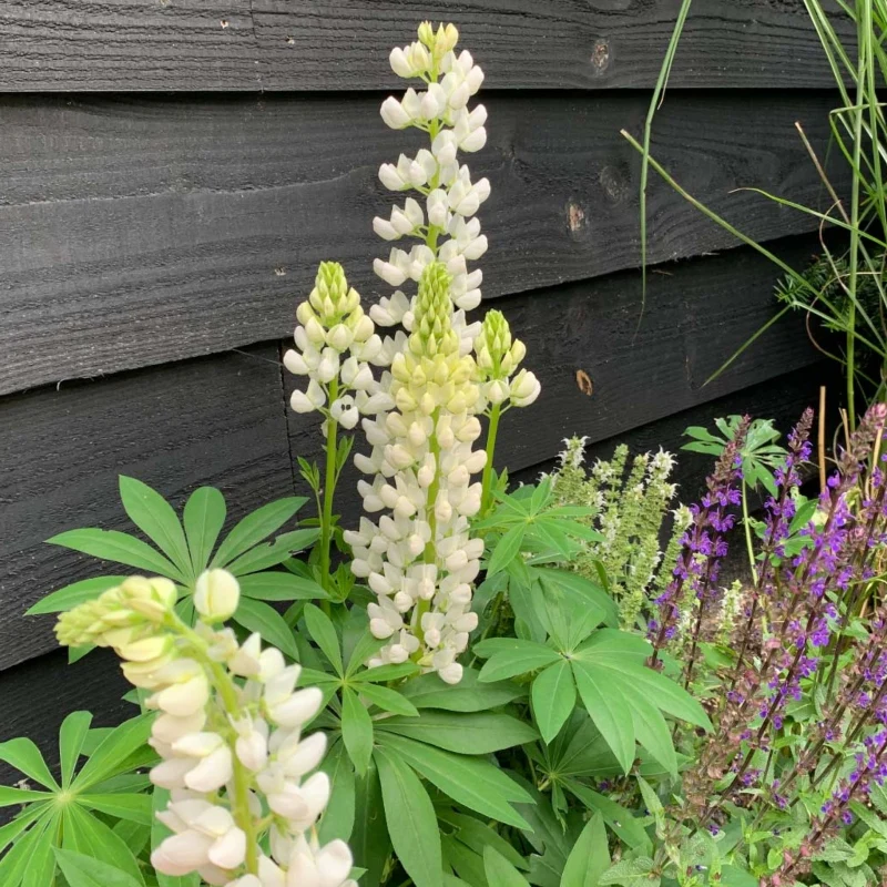 Lupine weiß - Image 2