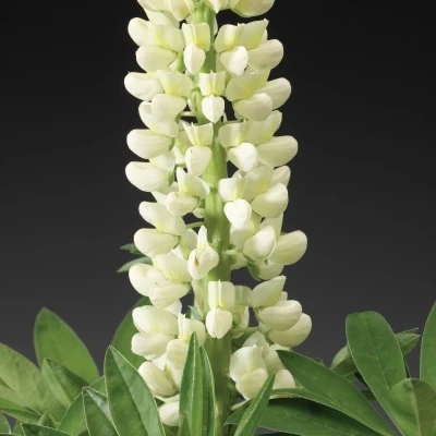 Lupine weiß - Image 3