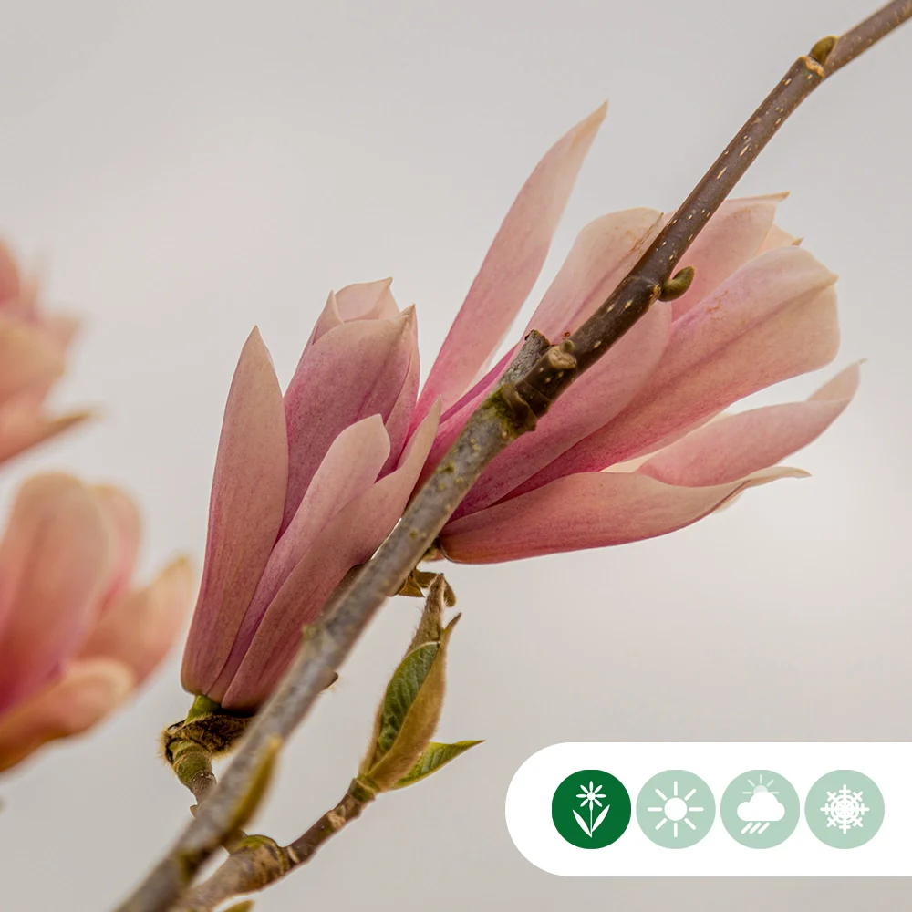 Magnolie 'Heaven Scent' - Image 2