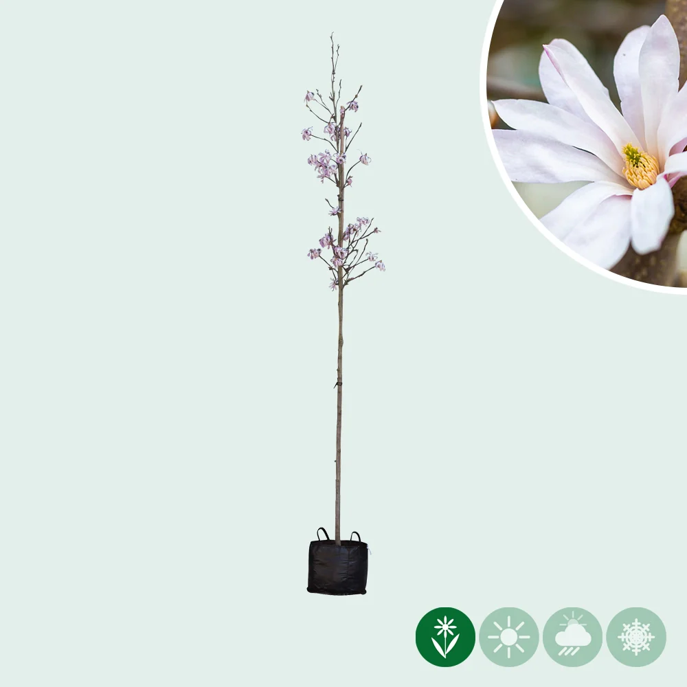 Magnolie 'Leonard Messel' - Image 2