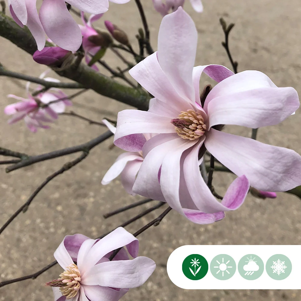 Magnolie 'Leonard Messel' - Image 3