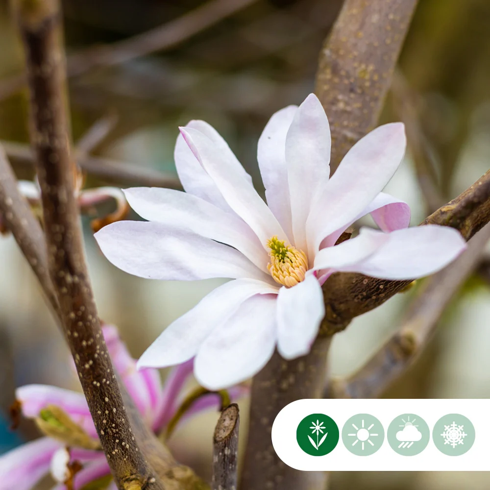 Magnolie 'Leonard Messel' - Image 4