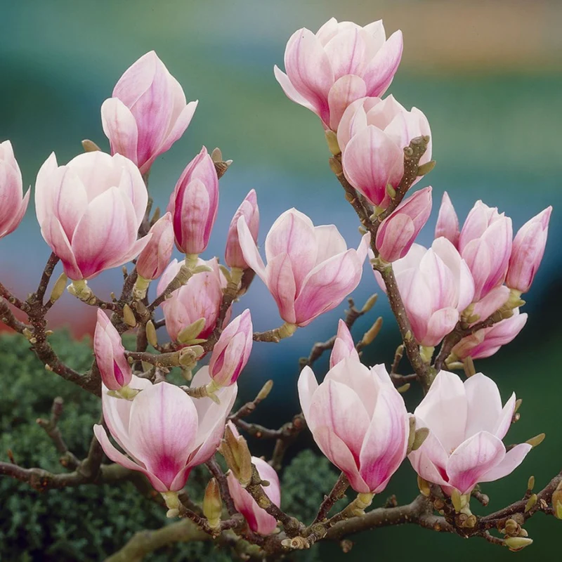 Magnolie soulangeana - Image 3