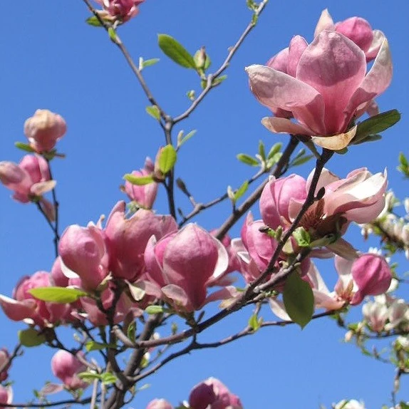 Magnolie soulangeana - Image 4