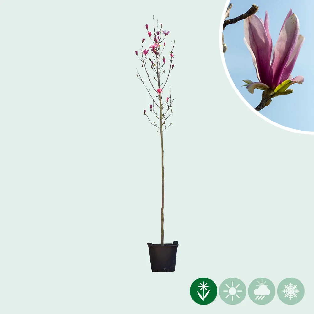 Magnolie 'Spectrum' - Image 2