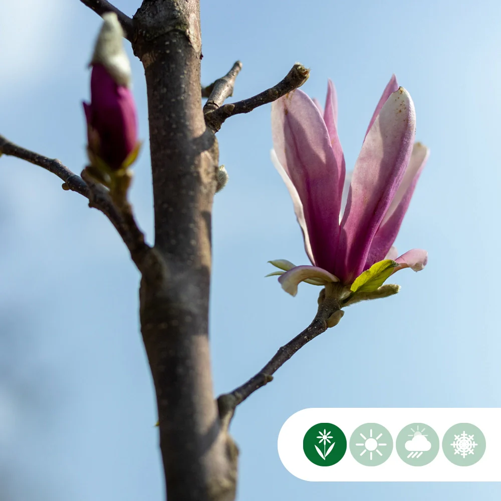 Magnolie 'Spectrum' - Image 3