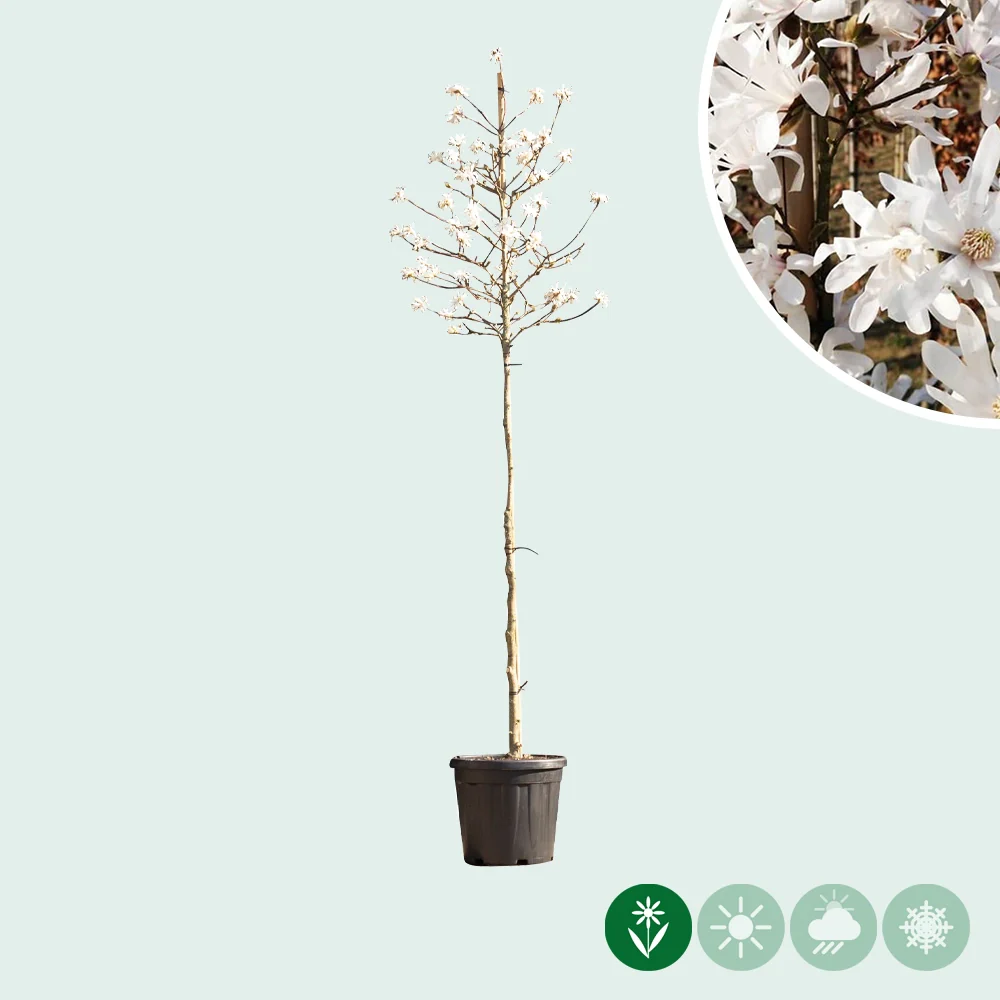 Magnolie 'Stellata' - Image 2
