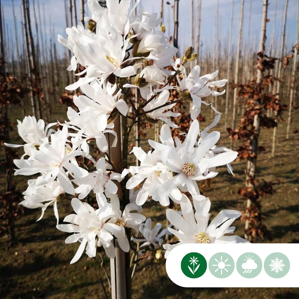 Magnolie 'Stellata' - Image 3