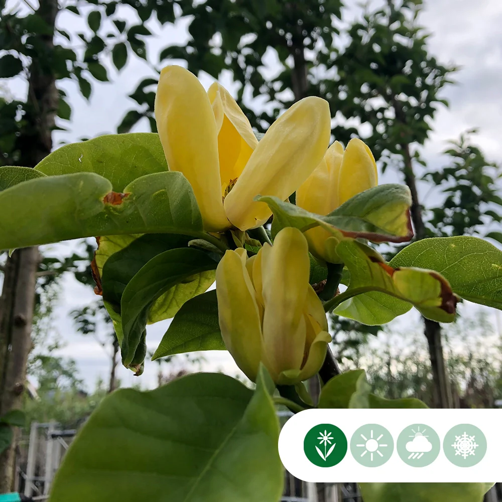 Magnolie 'Yellow Bird' - Image 2