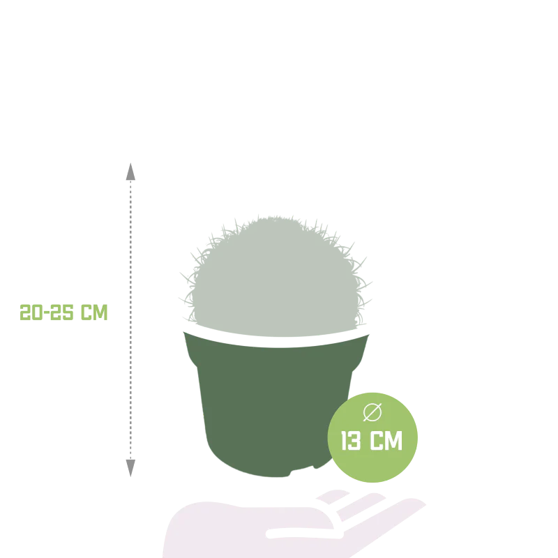 Melocactus matanzanus im Topf 13 cm Ø - Image 2
