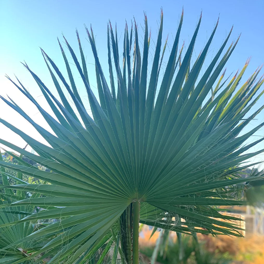 Mexikanische Washingtonpalme - Image 3