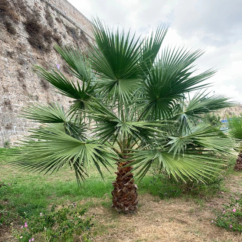 Mexikanische Washingtonpalme - Image 4