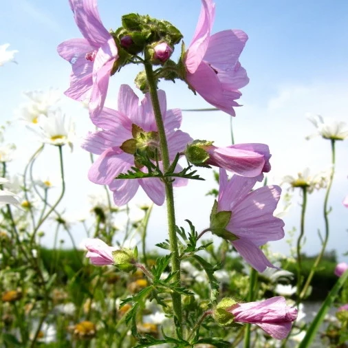 Moschus-Malve rosa - Image 3