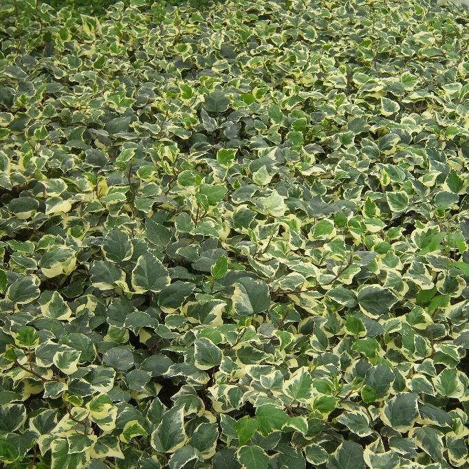 Nordafrikanischer Efeu - Image 3