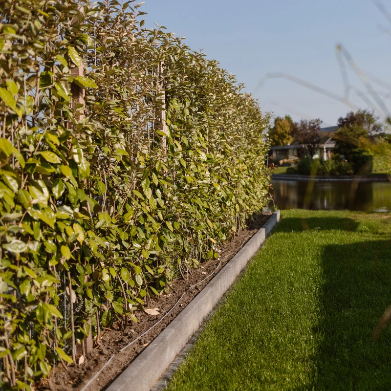 Ölweidenhecke (Fertighecke) - Image 4