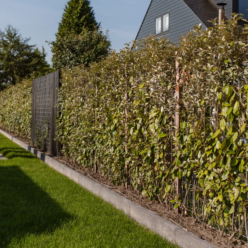 Ölweidenhecke (Fertighecke) - Image 5
