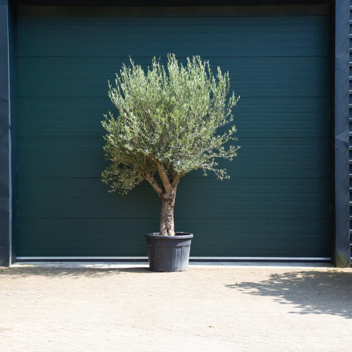 Olivenbaum - Image 2