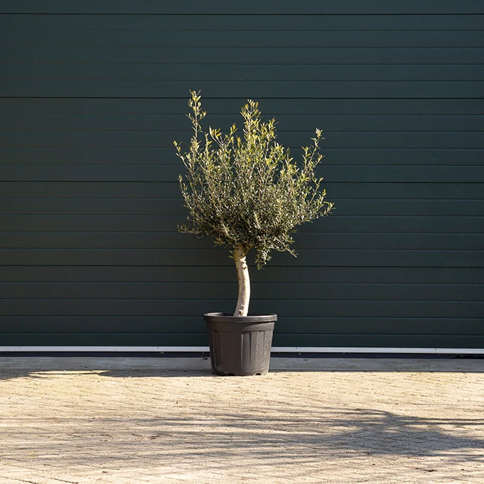 Olivenbaum - Image 3