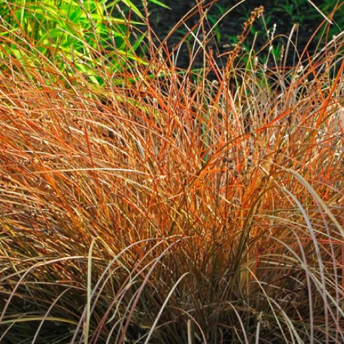 Orange Segge - Image 3