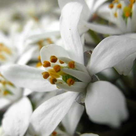 Orangenblume 'White Dazzler' - Image 2