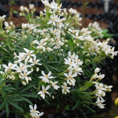 Orangenblume 'White Dazzler' - Image 3