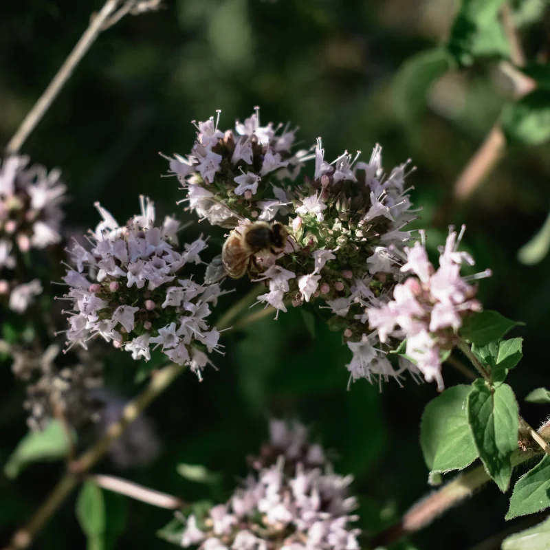 Oregano - Image 3