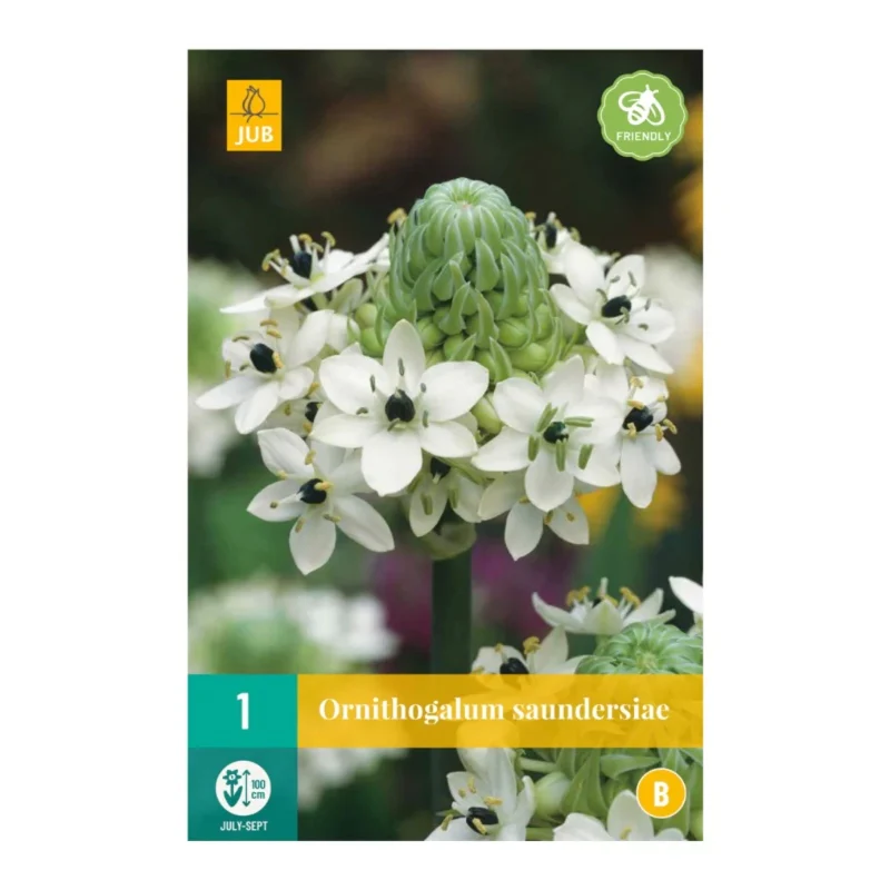 Ornithogalum Saundersiae (Tasche 1 Stück)