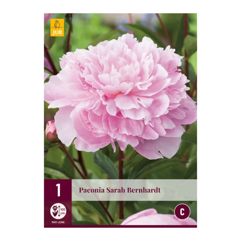 Paeonia Sarah Bernhardt (Tasche 25 Stück)