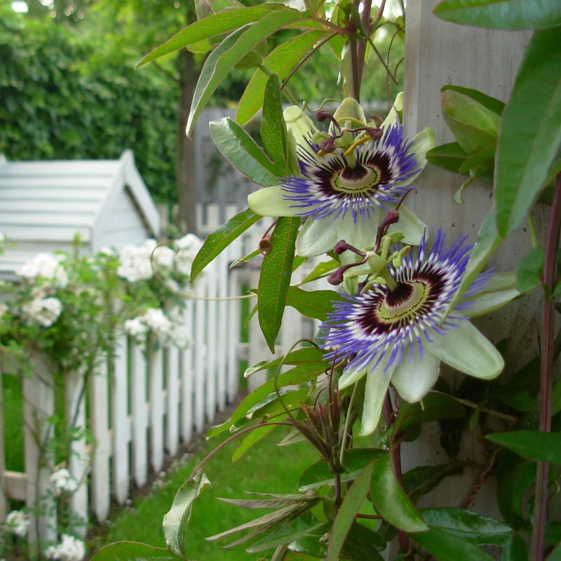 Passionsblume - Image 2