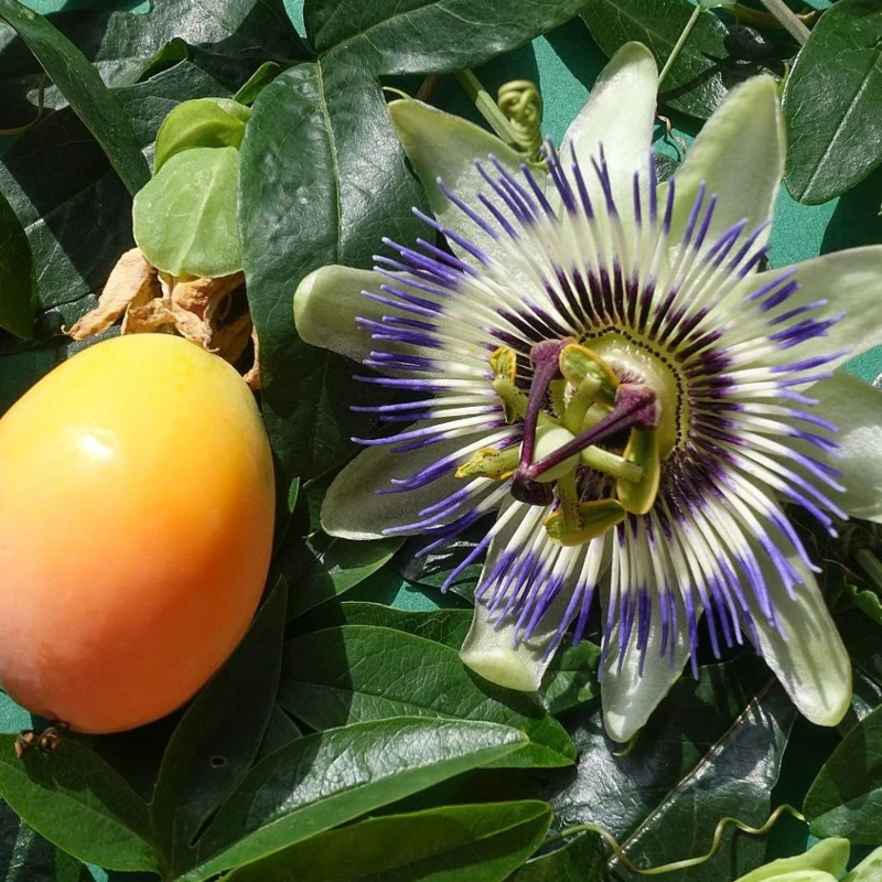 Passionsblume - Image 3