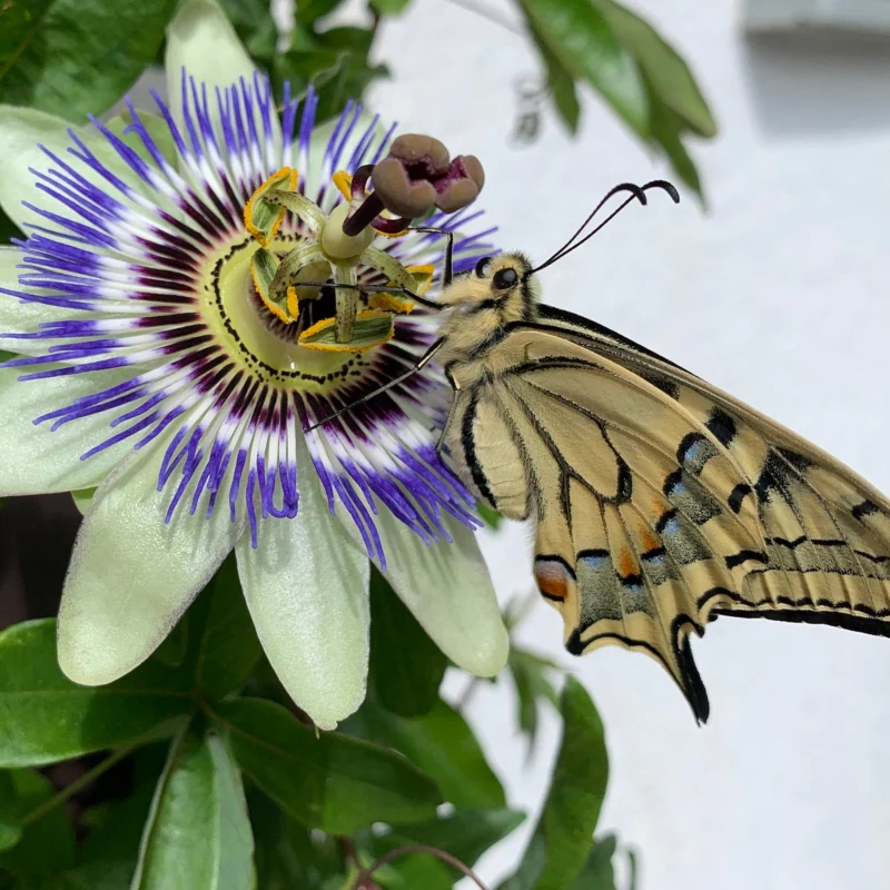 Passionsblume - Image 5