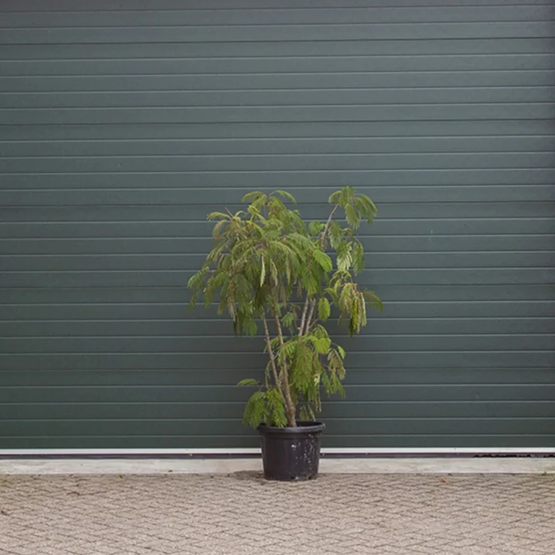 Persischer Schlafbaum mehrstämmig