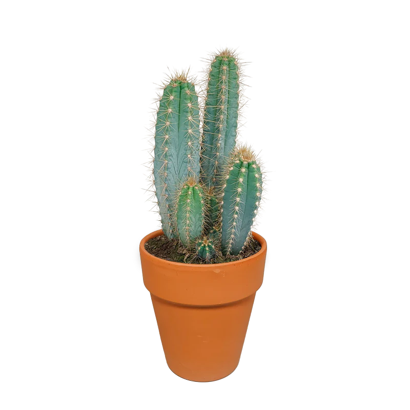 Pilosocereus azureus im Terracotta-Topf 17 cm Ø