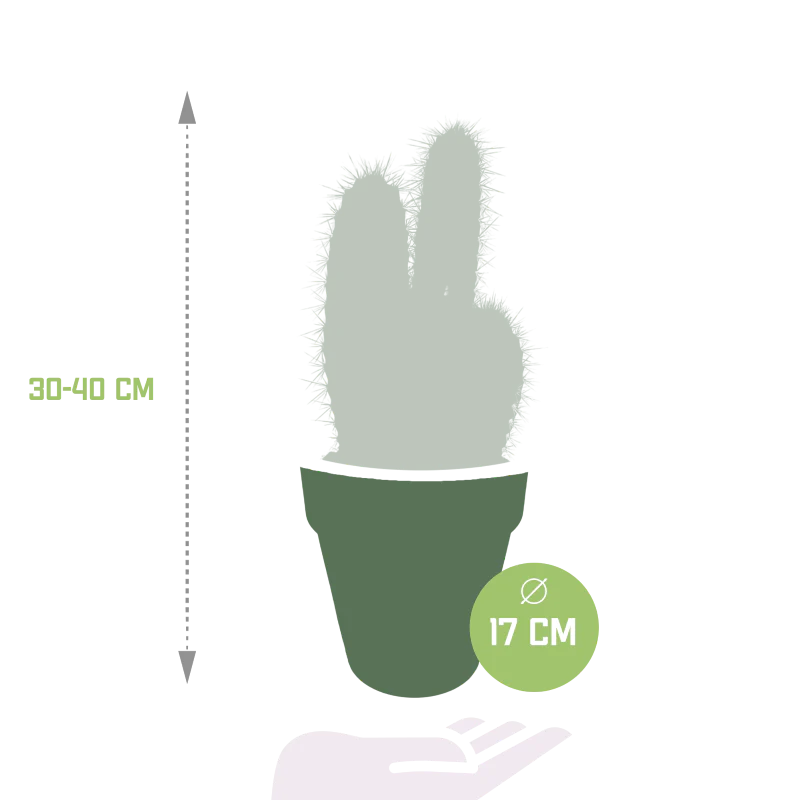 Pilosocereus azureus im Terracotta-Topf 17 cm Ø - Image 2