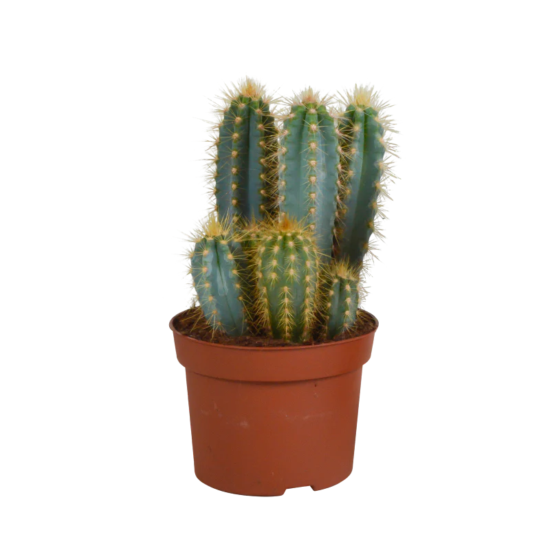 Pilosocereus azureus im Topf 12 cm Ø