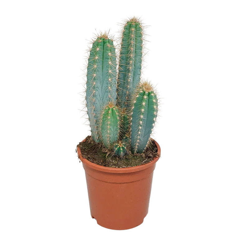 Pilosocereus azureus im Topf 17 cm Ø