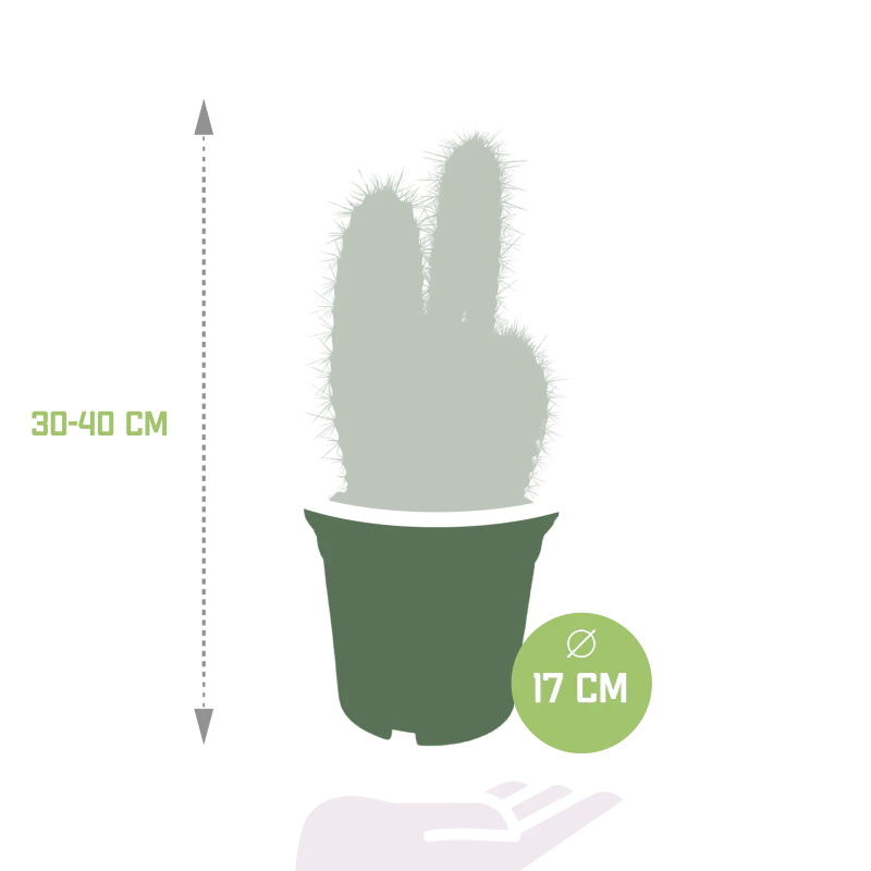 Pilosocereus azureus im Topf 17 cm Ø - Image 2