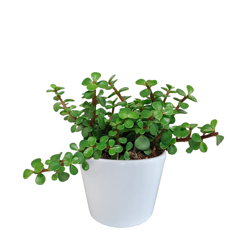 Portulacaria afra grün im Dekotopf weiß 10,5 cm Ø