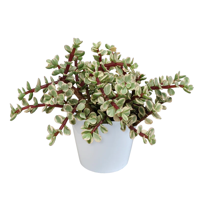 Portulacaria afra 'Variegata' im Dekotopf weiß 10,5 cm Ø